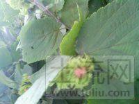 葫芦岛绥中县 600亩 其它林地 经营权出租