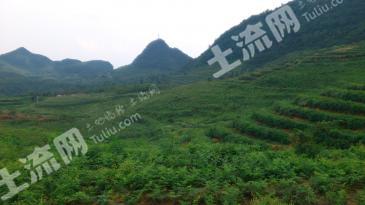 毕节金沙县 110亩 灌木林地 经营权出租