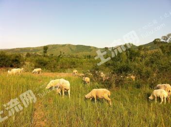 张家口崇礼区 15亩 综合养殖用地 经营权转让