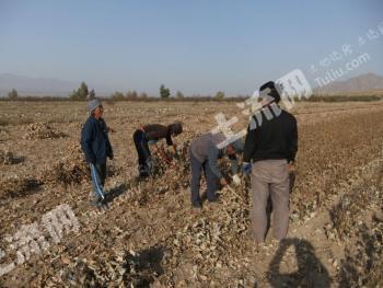 张家口阳原县 100亩 其它林地 经营权出租