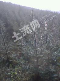 云南文山马关400亩林地经营权转让