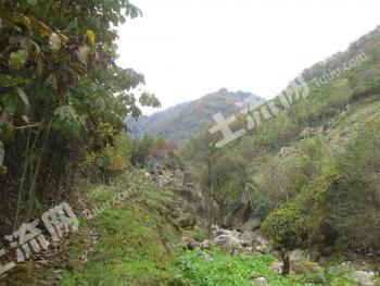 汉中洋县 4108亩 其它林地 经营权转让