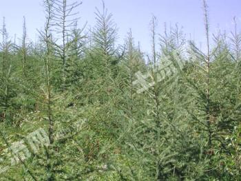 伊春嘉荫县 1000亩 其它林地 经营权转让