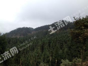 遵义桐梓县 560亩 有林地 经营权转包