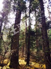 甘孜九龙县 68000亩 乔木林地 经营权转让