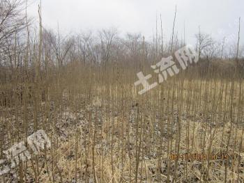 吉林龙潭区 270亩 有林地 经营权转让