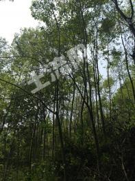 汉中南郑区 2000亩 其它林地经营权转让