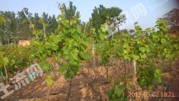 运城稷山县 30亩 果园 经营权转包