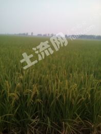 55ea692987847_sml.png