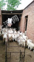 辉县市1500亩带证山林地经营权转让或出租XX494