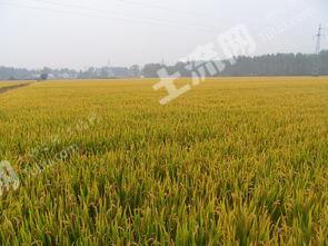 齐齐哈尔建华区 7000亩 水田 经营权出租