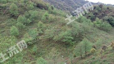 雅安芦山县 768亩 灌木林地 经营权转让