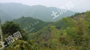 衢州龙游县 247亩 乔木林地 经营权转包
