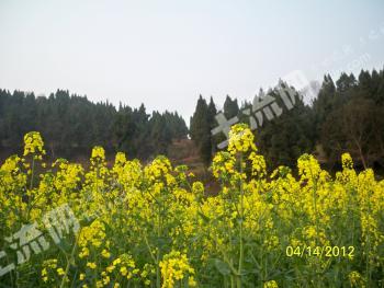 遂宁大英县 200亩 水浇地 经营权出租