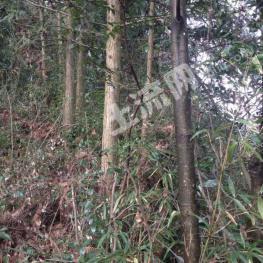 宣城旌德县 10000亩 有林地 经营权出租