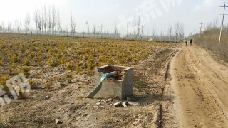 银川金凤区 700亩 水浇地 经营权转让