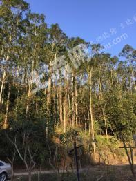 漳州长泰县 100亩 有林地 转让