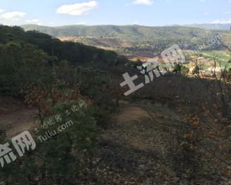 玉溪易门县 47.8亩 果园 经营权转让