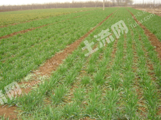 经营权转包1600亩旱地