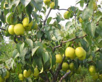 北京密云区 20亩 果园 经营权转包