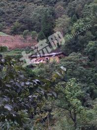 商洛镇安县 179亩 有林地 经营权合作