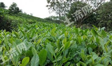 襄阳市保康县 160亩 茶园 经营权转让