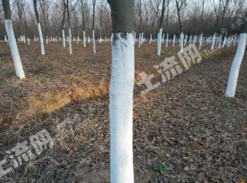 常州溧阳市 16亩 旱地 经营权出租