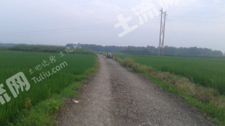 滁州明光市 1000亩 水田 经营权出租