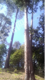 大理云龙县 1052亩 其它林地经营权 转让