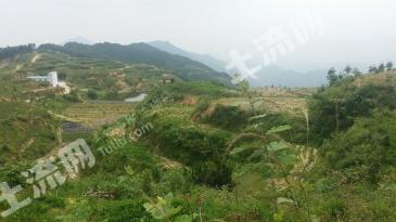 黄冈英山县 1100亩 有林地 经营权转让