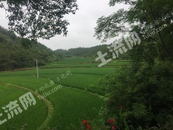 什么样的土地适合种茶 5777a73ce167b_sml.jpg