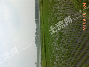 哈尔滨双城区 70亩 水田 经营权转让