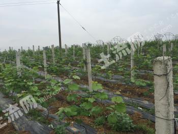 遂宁蓬溪县 203亩 设施农用地 经营权转包