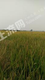 滁州凤阳县1700亩水田经营权转包