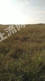 滁州凤阳县1400亩旱地经营权转让