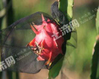 百色平果县300亩果园经营权转让