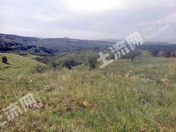 朝阳建平县 354亩 有林地 经营权转让