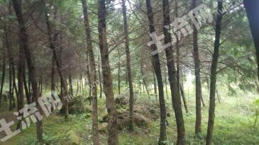 巴中  通江 4亩 有林地 经营权出租