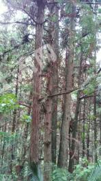 怀化通道侗族自治县 15000亩 有林地 经营权转让