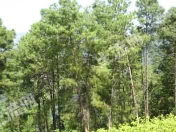 丽江宁蒗彝族自治县 626亩 有林地经营权 转包