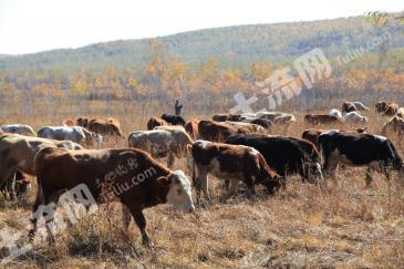 鸡西虎林市 400平米 宅基地 使用权出租