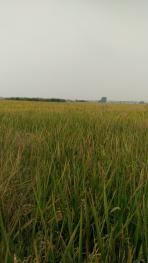 滁州凤阳县2500亩水田经营权转包