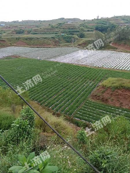 云南楚雄元谋县200亩转让(1)