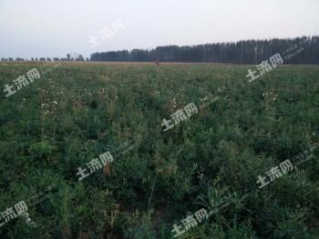 驻马店确山县 100亩 其它林地 经营权转让