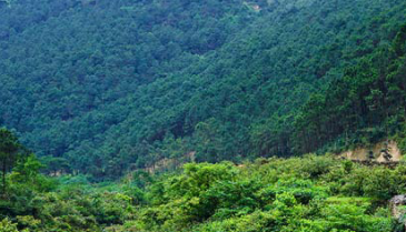 钦州灵山县 2300亩 乔木林地 经营权转让