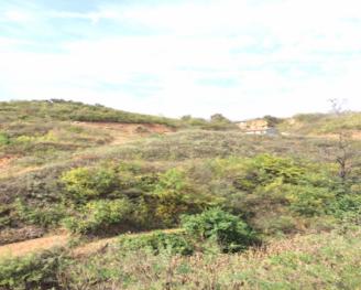 烟台牟平区 200亩 荒山 使用权出租