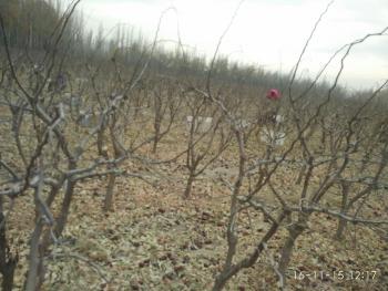 和田墨玉县 220亩 果园 经营权转让