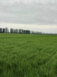 巴音郭楞焉耆回族自治县 742亩 水浇地 经营权转让