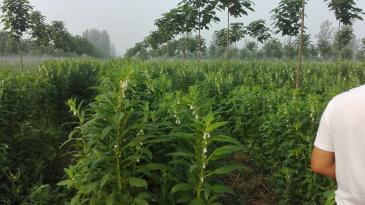 开封兰考县 2000亩 有林地 经营权出租