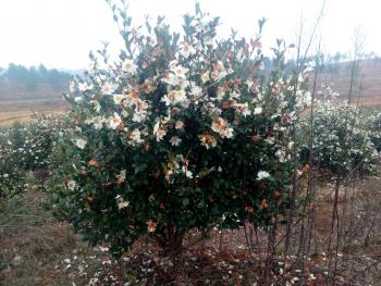 黄冈红安县 360亩 有林地 转让